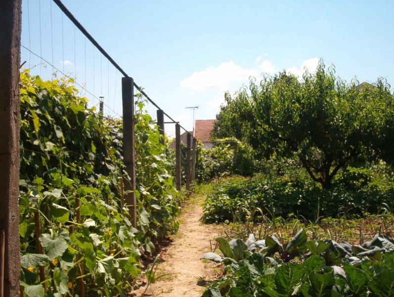 Szász Vendégház - Vásárosnamény